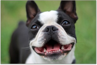 Canine bowen therapy store course